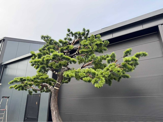 Bonsai kunstboom - afbeelding 10 van  17