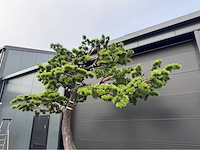 Bonsai kunstboom - afbeelding 10 van  17