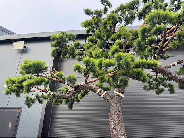 Bonsai kunstboom - afbeelding 12 van  17