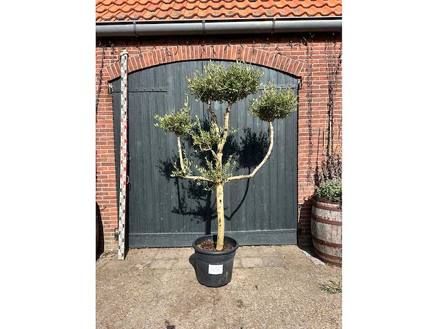 Bonsai olijf (olea europea) - afbeelding 3 van  3