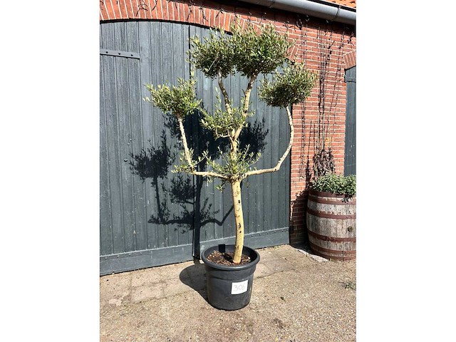Bonsai olijf (olea europea) - afbeelding 1 van  3