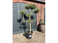Bonsai olijf (olea europea) - afbeelding 1 van  3