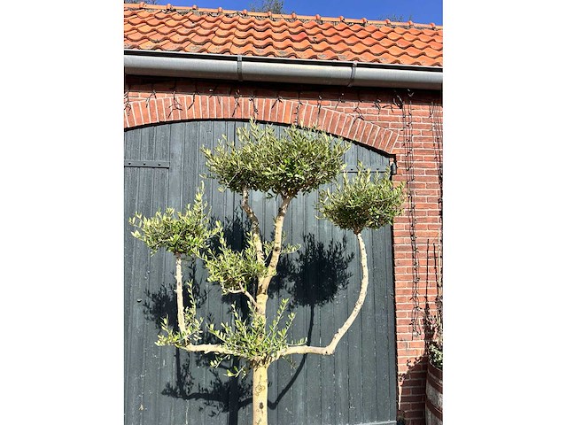 Bonsai olijf (olea europea) - afbeelding 2 van  3