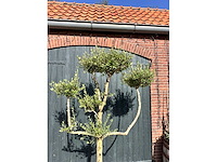 Bonsai olijf (olea europea) - afbeelding 2 van  3