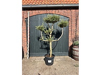 Bonsai olijf (olea europea) - afbeelding 3 van  3