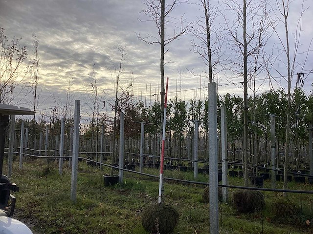 Bontbladerige amberboom - laanboom - afbeelding 1 van  3