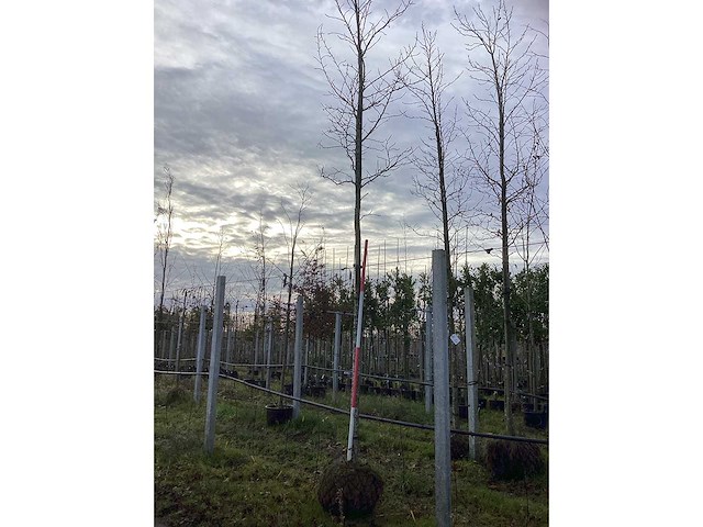 Bontbladerige amberboom - parkboom - afbeelding 2 van  3