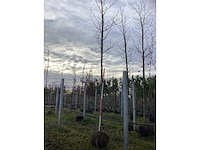 Bontbladerige amberboom - sierboom - afbeelding 2 van  3