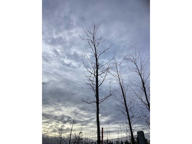 Bontbladerige amberboom - sierboom - afbeelding 3 van  3