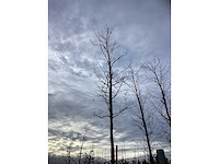 Bontbladerige amberboom - sierboom - afbeelding 3 van  3