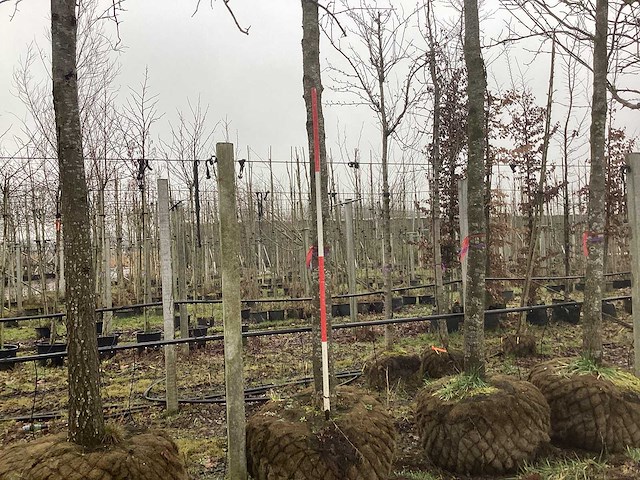 Bontbladerige amberboom - vormboom - afbeelding 1 van  3