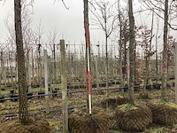 Bontbladerige amberboom - vormboom - afbeelding 1 van  3