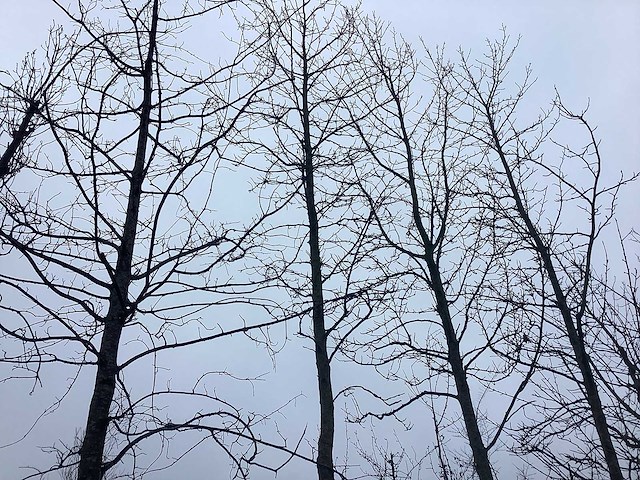 Bontbladerige amberboom - vormboom - afbeelding 2 van  3