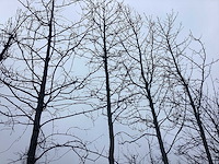 Bontbladerige amberboom - vormboom - afbeelding 2 van  3