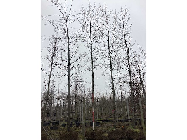 Bontbladerige amberboom - vormboom - afbeelding 3 van  3