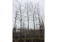 Bontbladerige amberboom - vormboom - afbeelding 3 van  3