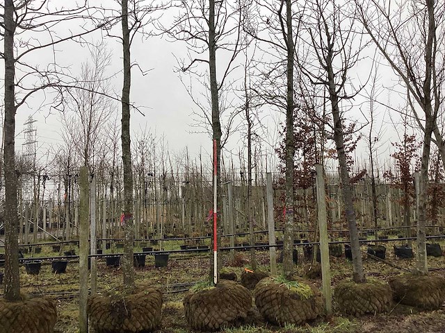 Bontbladerige amberboom - vormboom - afbeelding 1 van  3