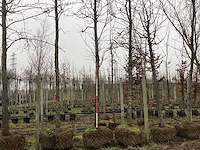 Bontbladerige amberboom - vormboom - afbeelding 1 van  3