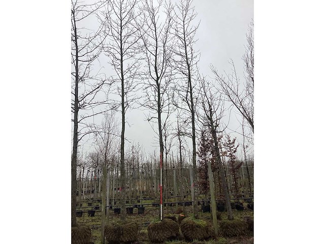 Bontbladerige amberboom - vormboom - afbeelding 2 van  3