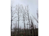 Bontbladerige amberboom - vormboom - afbeelding 3 van  3