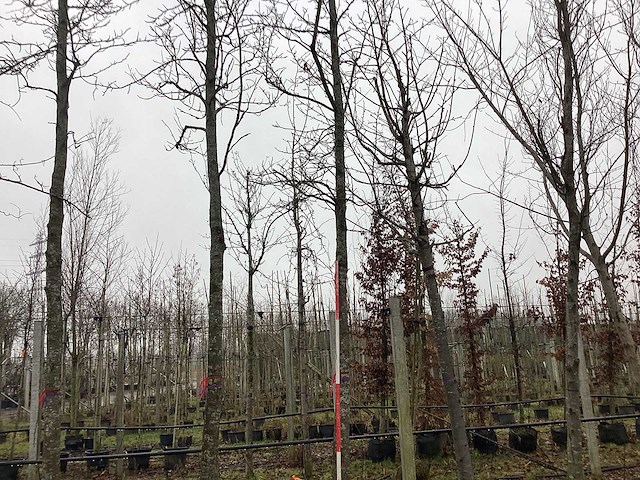 Bontbladerige amberboom - vormboom - afbeelding 1 van  3