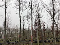 Bontbladerige amberboom - vormboom - afbeelding 1 van  3