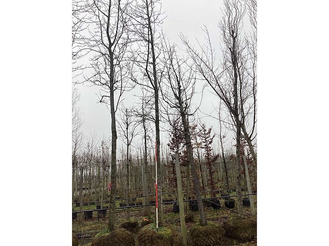 Bontbladerige amberboom - vormboom - afbeelding 2 van  3