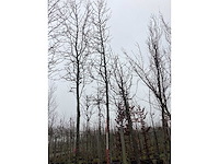 Bontbladerige amberboom - vormboom - afbeelding 3 van  3