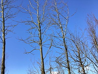 Bontbladige amberboom - vormboom (2x) - afbeelding 1 van  3