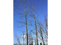 Bontbladige amberboom - vormboom (2x) - afbeelding 2 van  3