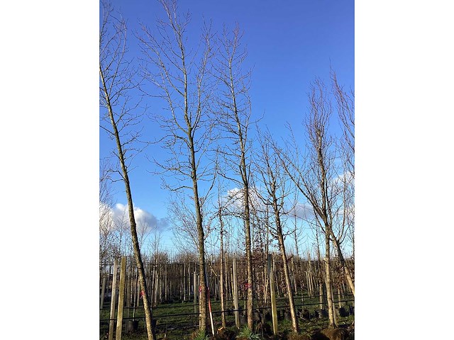 Bontbladige amberboom - vormboom (2x) - afbeelding 3 van  3