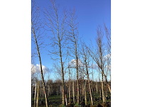 Bontbladige amberboom - vormboom (2x) - afbeelding 3 van  3