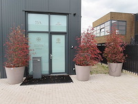 Boom in ecopots (3x) - afbeelding 1 van  5