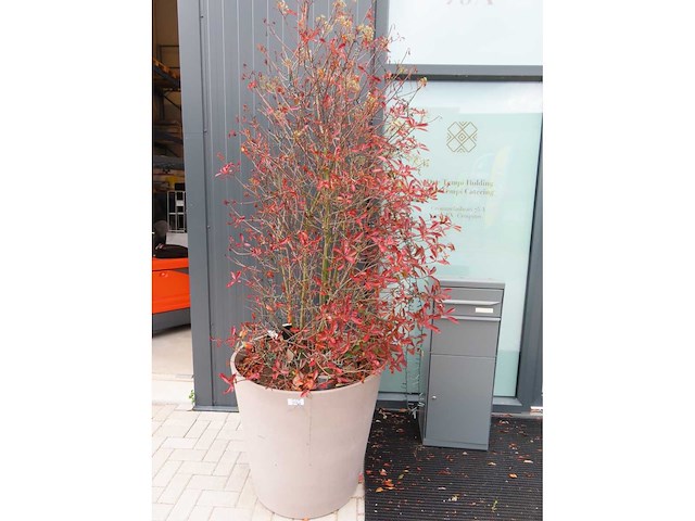 Boom in ecopots (3x) - afbeelding 2 van  5