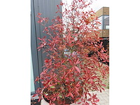 Boom in ecopots (3x) - afbeelding 4 van  5