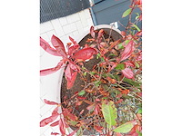 Boom in ecopots (3x) - afbeelding 5 van  5