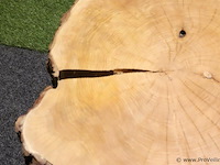 Boomstam salontafel - ø 80cm x 57cm - afbeelding 4 van  5