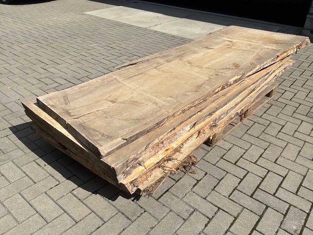 Boomstam schaaldeel (5x) - afbeelding 1 van  6
