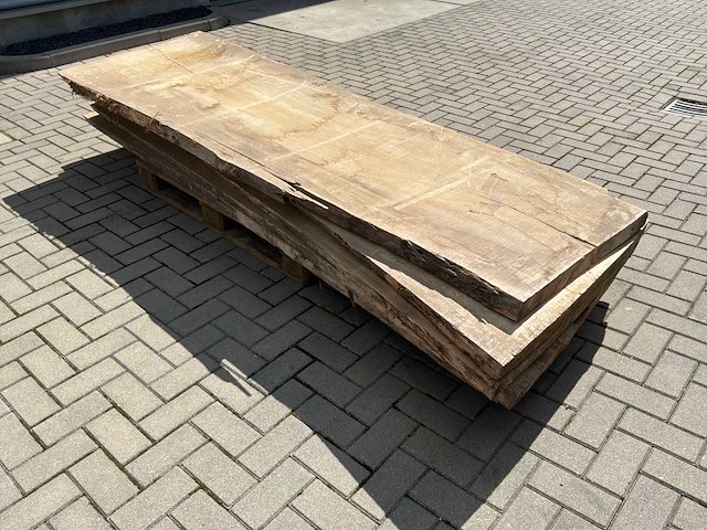 Boomstam schaaldeel (5x) - afbeelding 2 van  6