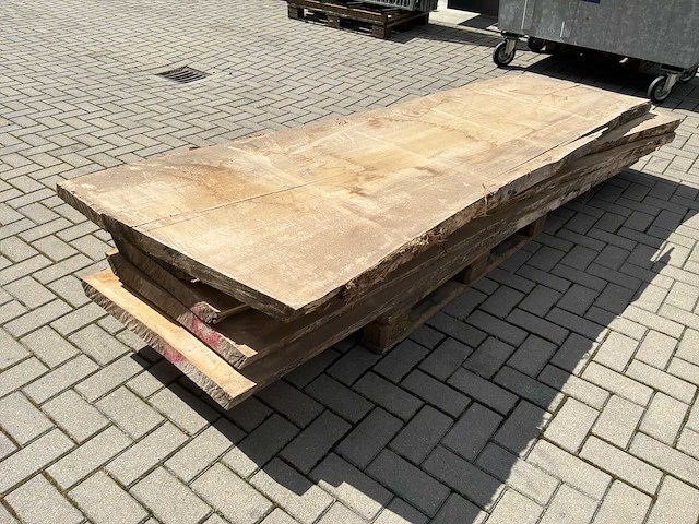 Boomstam schaaldeel (5x) - afbeelding 3 van  6