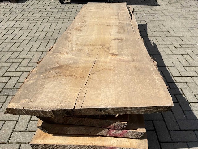 Boomstam schaaldeel (5x) - afbeelding 4 van  6