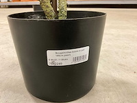 Bougainvillea kunstboom (2x) - afbeelding 3 van  9