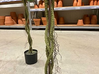 Bougainvillea kunstboom (2x) - afbeelding 5 van  9