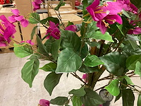 Bougainvillea kunstboom (2x) - afbeelding 9 van  9