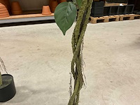Bougainvillea kunstboom (2x) - afbeelding 6 van  10