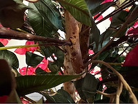 Bougainvillea kunstplant - afbeelding 6 van  8