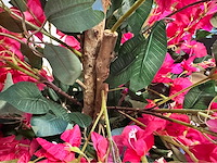 Bougainvillea kunstplant - afbeelding 4 van  8