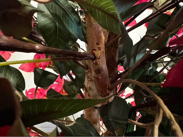 Bougainvillea kunstplant - afbeelding 7 van  9