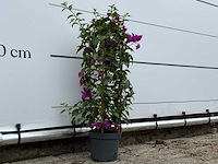 Bougainvillea paars boog - bougainvillea glabra sanderiana - hoogte ca. 70 cm - afbeelding 4 van  5