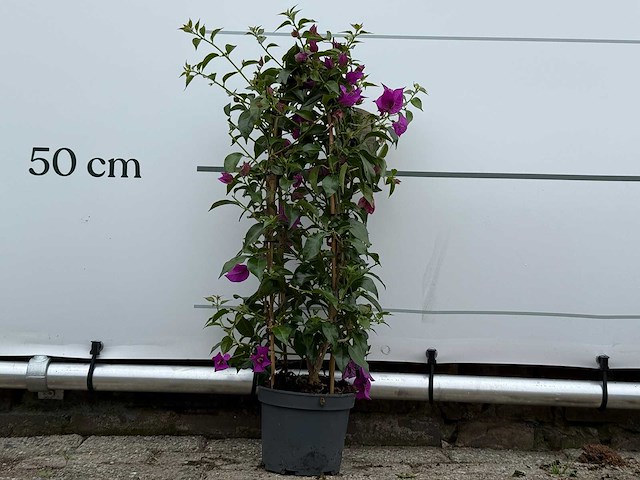 Bougainvillea paars boog - bougainvillea glabra sanderiana - hoogte ca. 70 cm - afbeelding 1 van  4